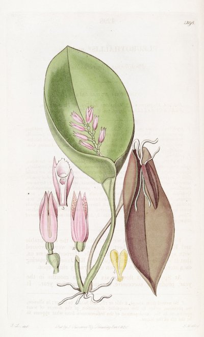 Acianthera prolifera (مثل syn. Pleurothallis prolifera) بواسطة واتس